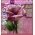 Themes blackberry 81xx flower